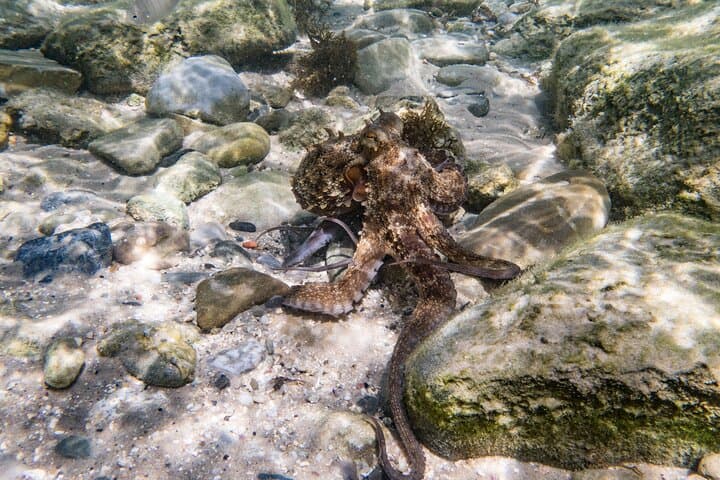 Snorkel the Strait Natural Park: Guided Tour Around Tarifa Island photo 4