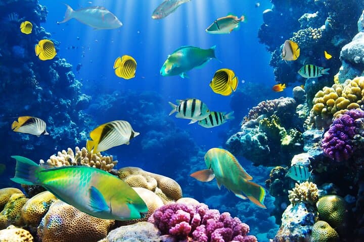 Galle & Bentota Day Tour: Madu River Safari, Turtle Hatchery & Galle Fort from Colombo photo 3
