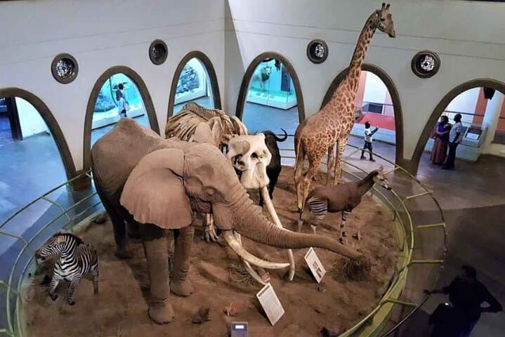 Inside Nairobi National Museum and Snake Park: A Half-Day Guided Tour photo 2