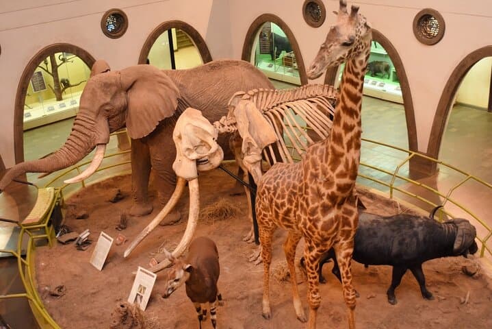Nairobi Arboretum & National Museum Day Tour — Forest Walks, Birds, and Kenya’s Heritage photo 3