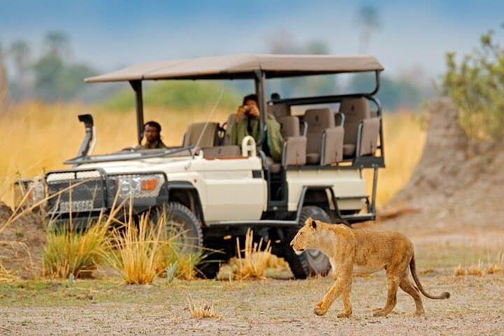 Full-Day Moremi Game Drive from Maun: Wildlife, Wetlands & Birding