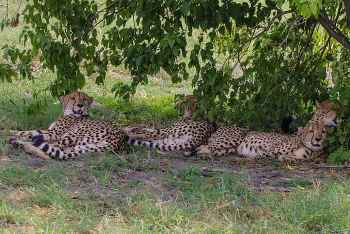 Full-Day Moremi Game Drive from Maun: Wildlife, Wetlands & Birding photo 2