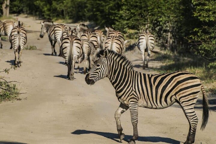 Full-Day Moremi Game Drive from Maun: Wildlife, Wetlands & Birding photo 3