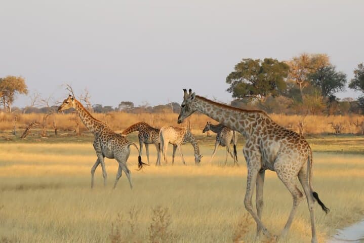Full-Day Moremi Game Drive from Maun: Wildlife, Wetlands & Birding photo 4