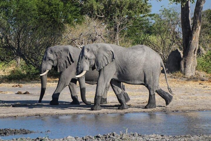 Full-Day Moremi Game Drive from Maun: Wildlife, Wetlands & Birding photo 5