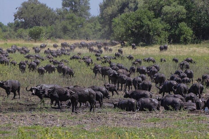 Full-Day Moremi Game Drive from Maun: Wildlife, Wetlands & Birding photo 6