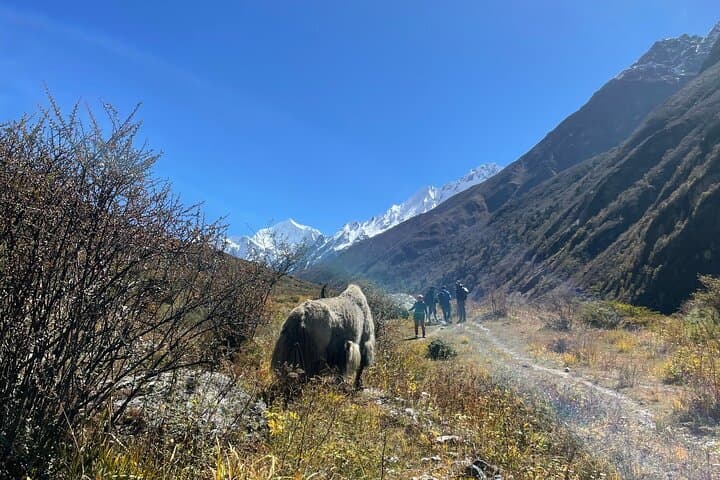 Langtang Valley Trek: 10-Day Kyanjin Gompa & Tserko Ri Adventure
