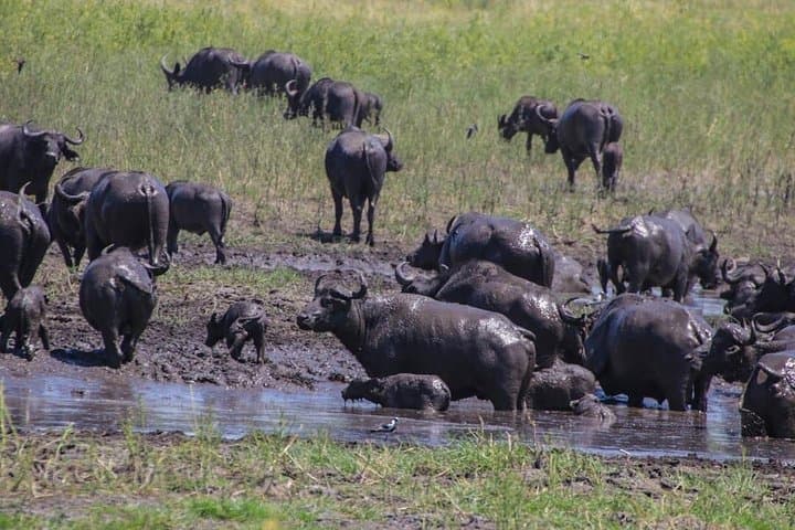 4-Day Moremi & Khwai Safari — Okavango Delta Wildlife, Camping & Game Drives photo 4
