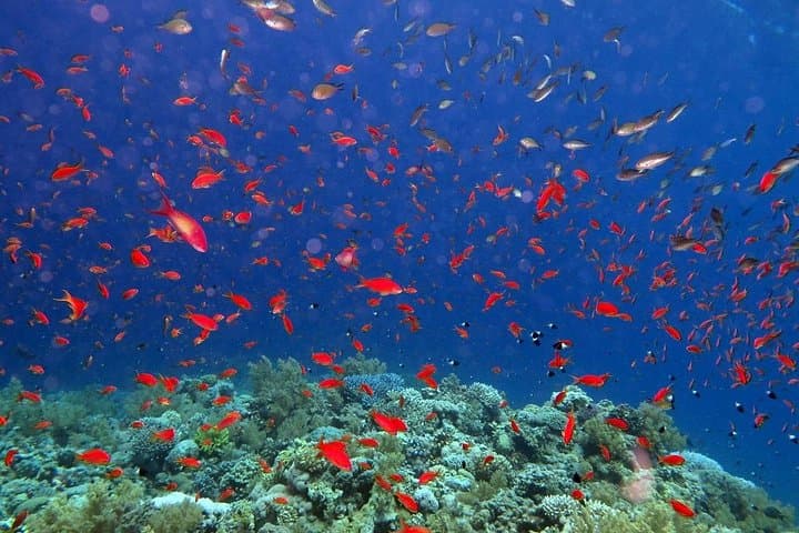 Tiran Island Snorkeling Excursion from Sharm el Sheikh — Coral Reefs, Turtles & Clear Water photo 5