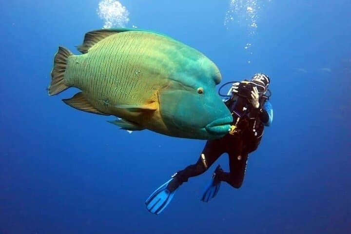 Ras Mohamed & White Island Red Sea Snorkel and Dive Cruise from Sharm El Sheikh photo 4
