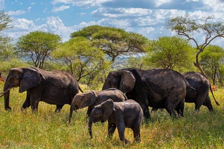 4-Day Camping Safari: Tarangire, Serengeti & Ngorongoro Crater photo 6