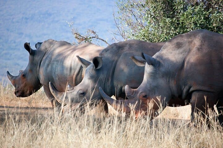 Solio Ranch 2-Day Safari: Rhino-Focused 4x4 Game Drive from Nairobi photo 2