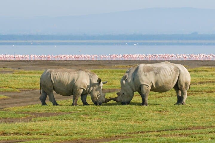 7-Day Kenya Wildlife Safari: Maasai Mara, Nakuru & Aberdares Adventure
