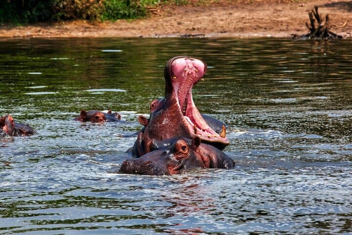 7-Day Kenya Wildlife Safari: Maasai Mara, Nakuru & Aberdares Adventure photo 2