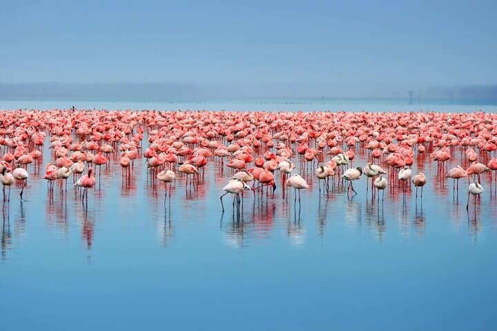 7-Day Kenya Wildlife Safari: Maasai Mara, Nakuru & Aberdares Adventure photo 3