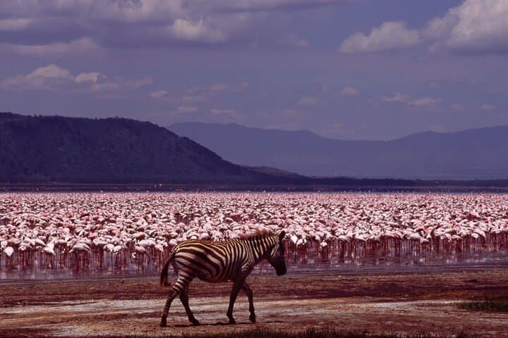 7-Day Kenya Wildlife Safari: Maasai Mara, Nakuru & Aberdares Adventure photo 4