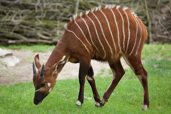 7-Day Kenya Wildlife Safari: Maasai Mara, Nakuru & Aberdares Adventure photo 5