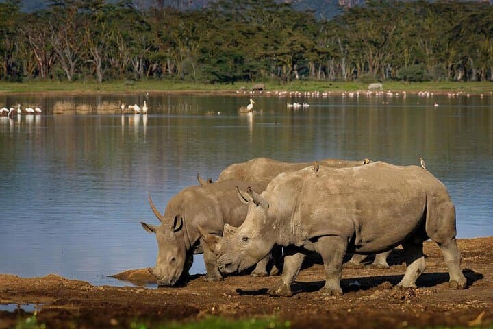 7-Day Kenya Wildlife Safari: Maasai Mara, Nakuru & Aberdares Adventure photo 6