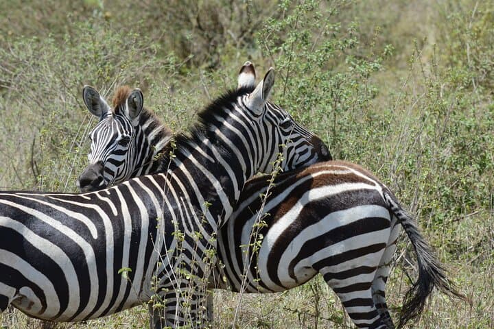 4-Day Masai Mara Safari & Maasai Village Dance Experience photo 4