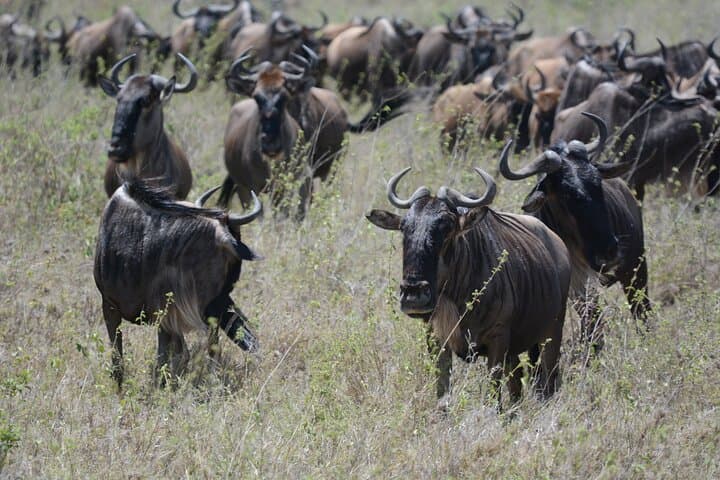 4-Day Masai Mara Safari & Maasai Village Dance Experience photo 5