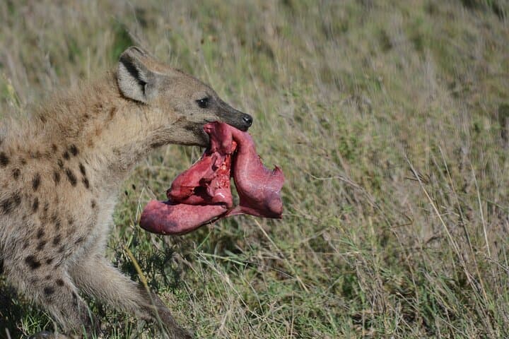 4-Day Masai Mara Safari & Maasai Village Dance Experience photo 6