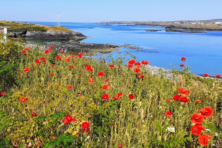 Holy Island Coastal Path Uncovered: Trearddur to Rhoscolyn Guided Walk photo 5