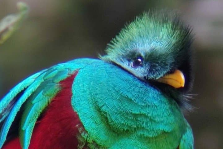 Guided Nature Walk in Curicancha Reserve Monteverde — Giant Ficus & Quetzal photo 2