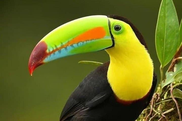 Guided Nature Walk in Curicancha Reserve Monteverde — Giant Ficus & Quetzal photo 1