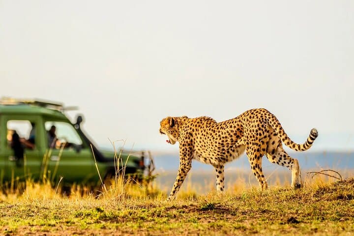 5-Day Wildlife Safari in Amboseli and Tsavo West National Parks: A Practical Guide photo 4