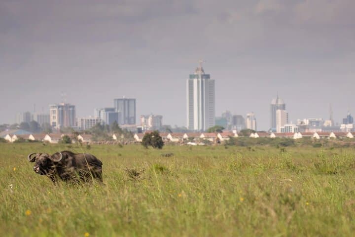 Explore Nairobi National Park: Half-Day Game Drive Near Nairobi City photo 5