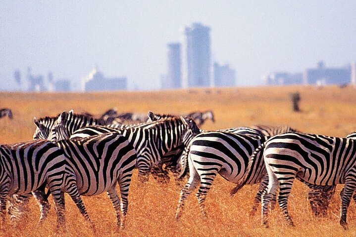 Nairobi Airport Layover to Nairobi National Park: A Quick Safari Escape Near the City photo 5