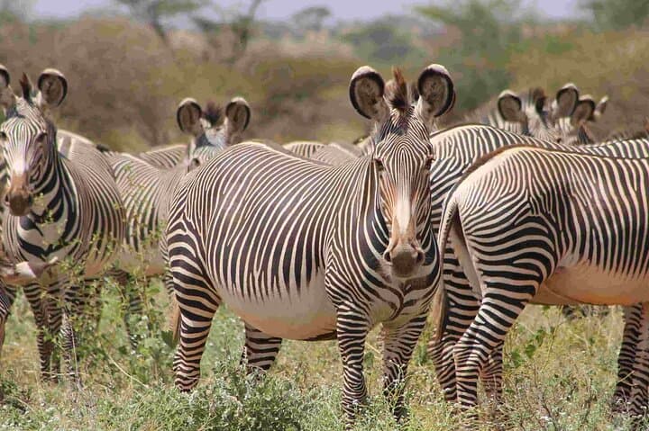 10-Day Best of Kenya Honeymoon Safari: Private 4x4 Roof-Tent Camping Adventure photo 6