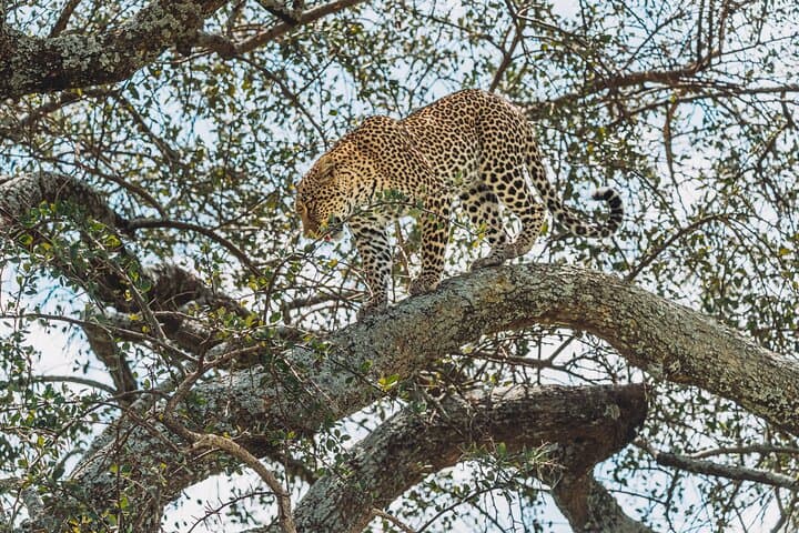 Best of Northern Tanzania: 6-Day Safari to Tarangire, Serengeti & Ngorongoro photo 4