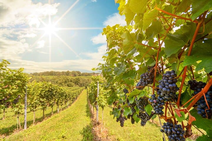 Private Napa and Sonoma Valley Wine Tour — Full-Day Private Tasting Excursion photo 6