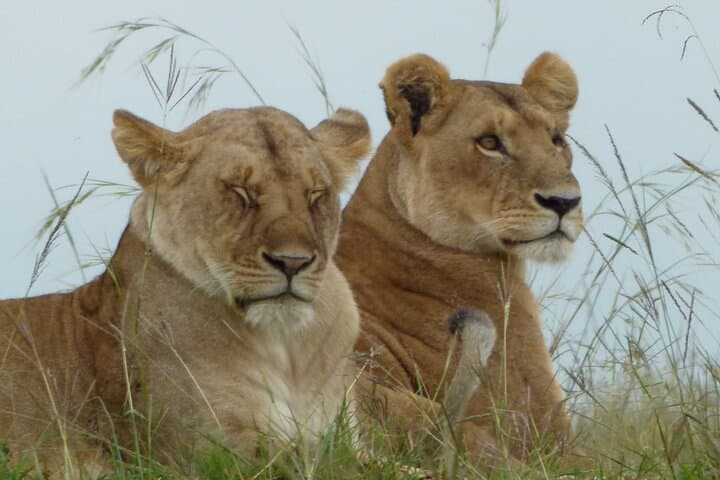 Maasai Mara and Great Rift Valley Lakes: A Four-Day Safari from Nairobi photo 3