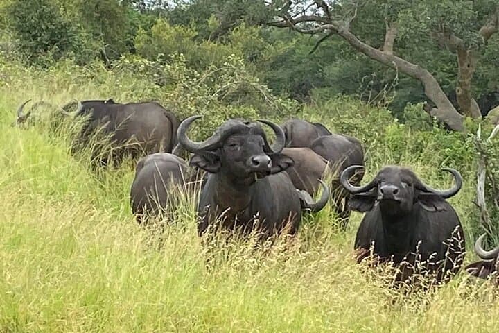 3-Day Entabeni Private Safari: Big Five in the Waterberg