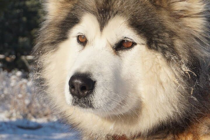 Husky Sledding in Levi — 5 km Self-Drive Arctic Safari photo 4