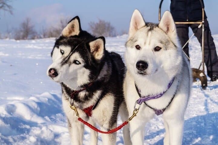 Husky Sledding in Levi — 5 km Self-Drive Arctic Safari