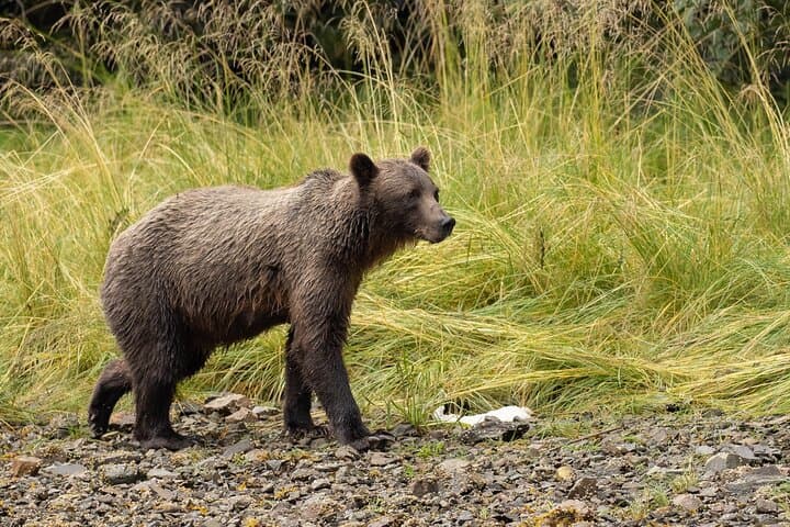 Floatplane to Waterfall Creek: Brown Bear Viewing from Juneau photo 3