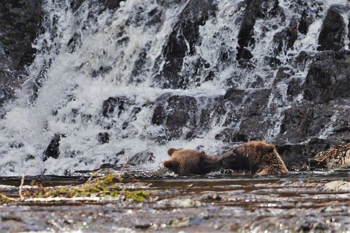 Floatplane to Waterfall Creek: Brown Bear Viewing from Juneau photo 4