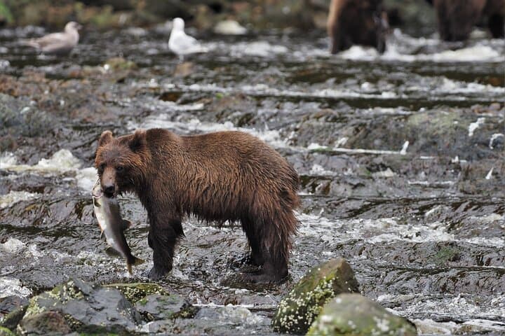 Floatplane to Waterfall Creek: Brown Bear Viewing from Juneau
