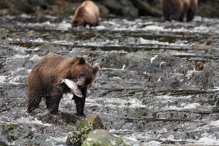Floatplane to Waterfall Creek: Brown Bear Viewing from Juneau photo 5