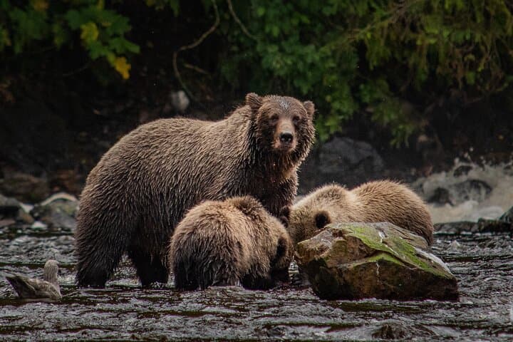 Floatplane to Waterfall Creek: Brown Bear Viewing from Juneau photo 2