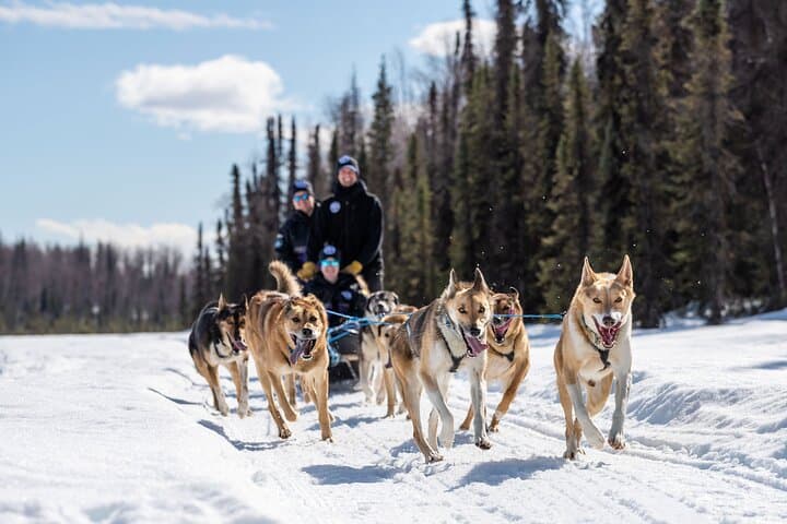 Dog Sledding in Willow: 90-Minute Iditarod Kennel Ride with Denali Views