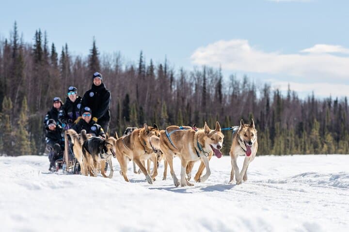 Dog Sledding in Willow: 90-Minute Iditarod Kennel Ride with Denali Views photo 2