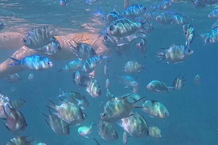 Snorkel Hilutungan: Day Trip to Cebu’s Marine Sanctuary