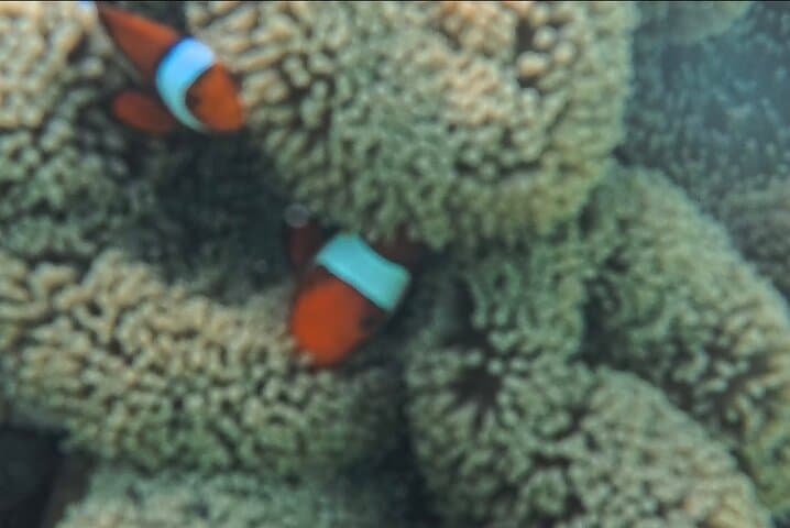 Snorkel Hilutungan: Day Trip to Cebu’s Marine Sanctuary photo 3