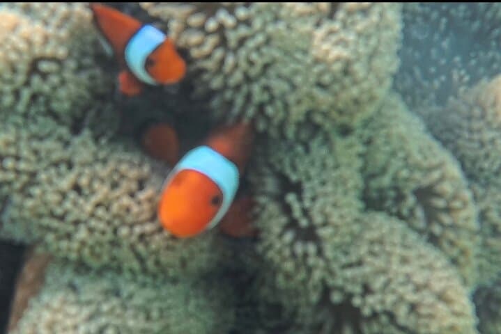 Snorkel Hilutungan: Day Trip to Cebu’s Marine Sanctuary photo 4