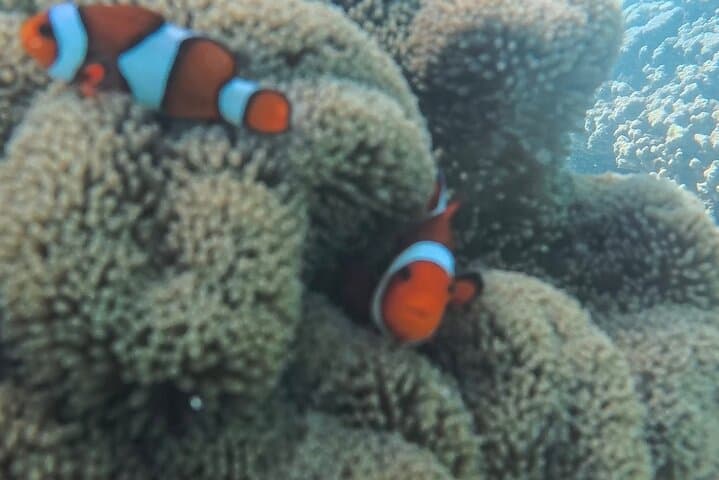 Snorkel Hilutungan: Day Trip to Cebu’s Marine Sanctuary photo 6