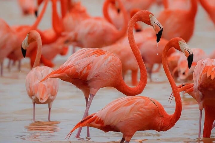 Celestún Mangrove & Flamingo Boat Tour from Mérida — Day Trip to Yucatán’s Pink Flats